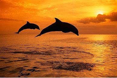 《球胜大本营》新宣传片 吃鸡模式11月2日上线